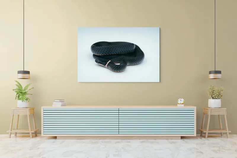 Tablou Canvas, "Șarpele încolăcit pe fundal alb", Șarpe, Negru, Textură, Solzi, Ochii, Elegant, Răsucit, Calm, Fin, Contrast., 150 x 100 cm – poza 6