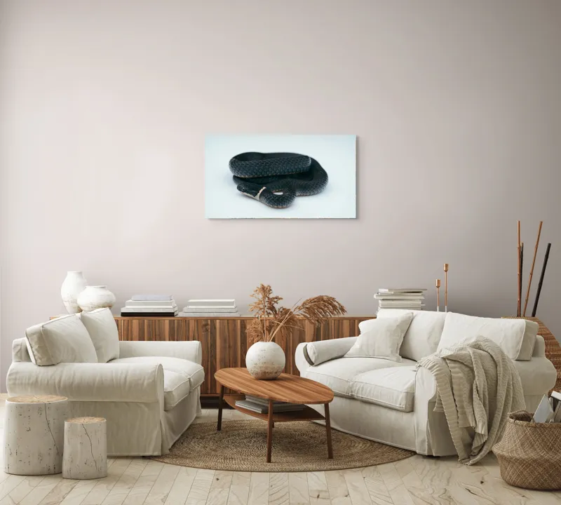 Tablou Canvas, "Șarpele încolăcit pe fundal alb", Șarpe, Negru, Textură, Solzi, Ochii, Elegant, Răsucit, Calm, Fin, Contrast., 90 x 50 cm – poza 4