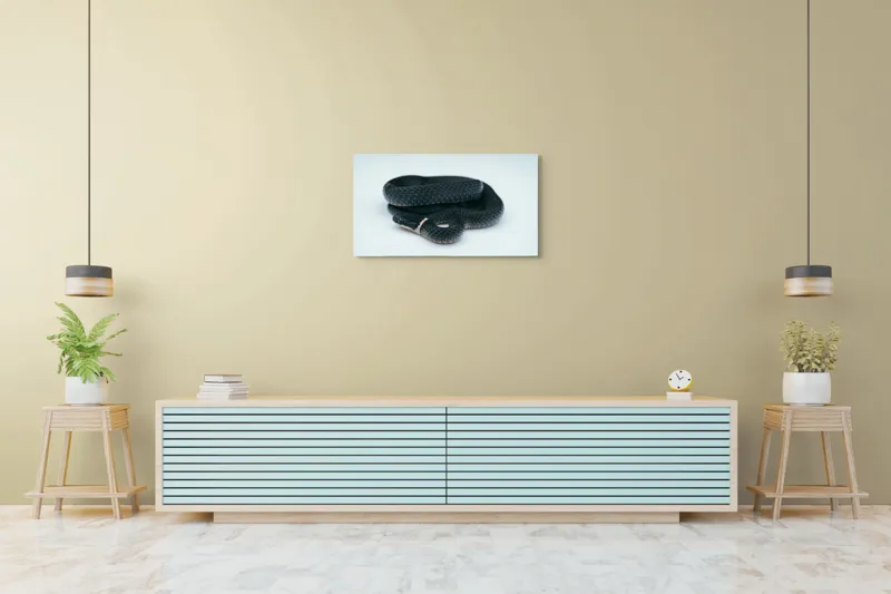 Tablou Canvas, "Șarpele încolăcit pe fundal alb", Șarpe, Negru, Textură, Solzi, Ochii, Elegant, Răsucit, Calm, Fin, Contrast., 90 x 50 cm – poza 5
