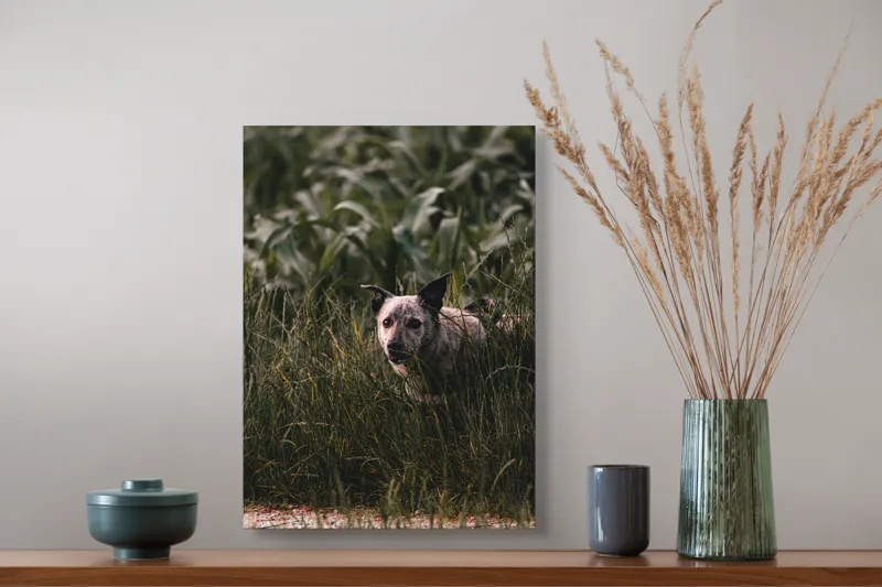 Tablou Canvas, "Câinele explorator printre ierburi verzi", Nu pot să identific detalii despre imaginea aceasta., 39 x 54 cm – poza 3