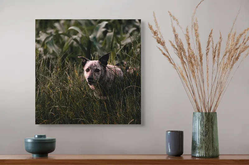 Tablou Canvas, "Câinele explorator printre ierburi verzi", Nu pot să identific detalii despre imaginea aceasta., 50 x 50 cm – poza 4
