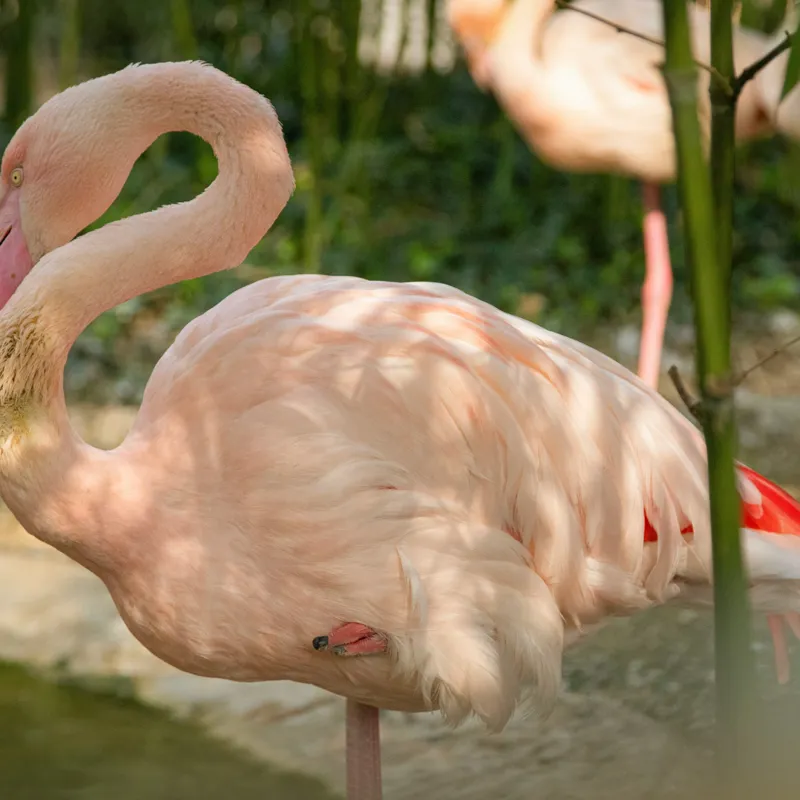Tablou Canvas, "Flamingo visând între bambuși verzi", Roz, Flamingo, Apă, Bambus, Natură, Peisaj, Grație, Plante, Răgaz, Serenitate, 100 x 100 cm – poza 2