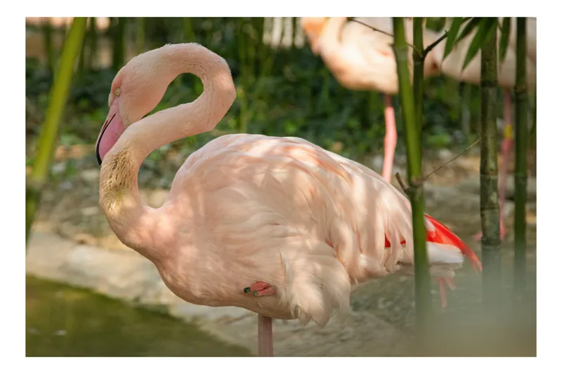 Tablou Canvas, "Flamingo visând între bambuși verzi", Roz, Flamingo, Apă, Bambus, Natură, Peisaj, Grație, Plante, Răgaz, Serenitate, 100 x 70 cm