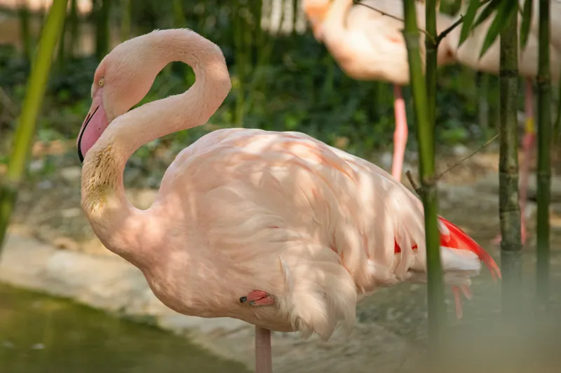 Tablou Canvas, "Flamingo visând între bambuși verzi", Roz, Flamingo, Apă, Bambus, Natură, Peisaj, Grație, Plante, Răgaz, Serenitate, 150 x 100 cm – poza 2
