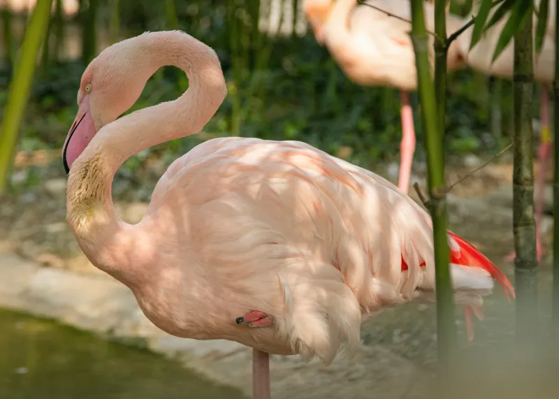 Tablou Canvas, "Flamingo visând între bambuși verzi", Roz, Flamingo, Apă, Bambus, Natură, Peisaj, Grație, Plante, Răgaz, Serenitate, 70 x 50 cm – poza 2