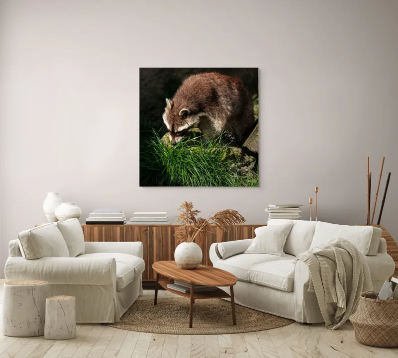Tablou Canvas, "Mistrețul pădurilor în lumina soarelui", Ratoni, Blană, Iarbă, Umbre, Căutare, Curiozitate, Natură, 100 x 100 cm – poza 3