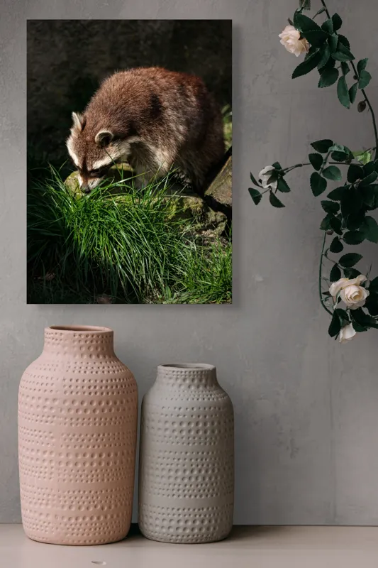 Tablou Canvas, "Mistrețul pădurilor în lumina soarelui", Ratoni, Blană, Iarbă, Umbre, Căutare, Curiozitate, Natură, 39 x 54 cm – poza 6