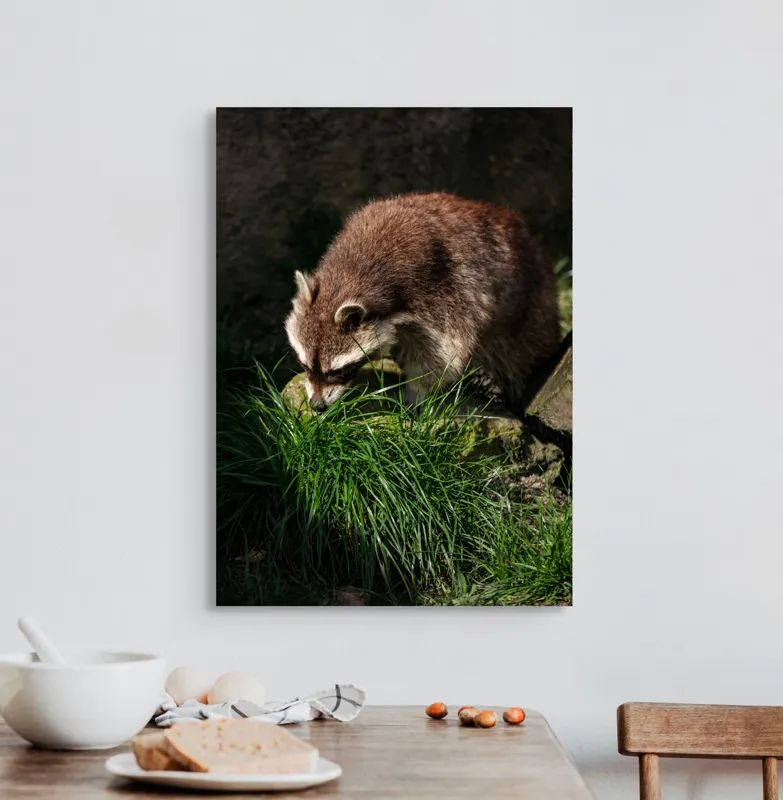 Tablou Canvas, "Mistrețul pădurilor în lumina soarelui", Ratoni, Blană, Iarbă, Umbre, Căutare, Curiozitate, Natură, 50 x 70 cm – poza 3