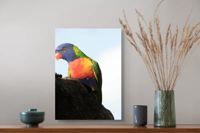 Tablou Canvas, "Papagalul curcubeu pe stâncă neagră", Colorat, Viu, Păsăre, Curcubeu, Natură, Exuberantă, Exotică, Fascinantă, 39 x 54 cm – poza 3