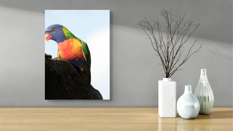 Tablou Canvas, "Papagalul curcubeu pe stâncă neagră", Colorat, Viu, Păsăre, Curcubeu, Natură, Exuberantă, Exotică, Fascinantă, 39 x 54 cm – poza 4