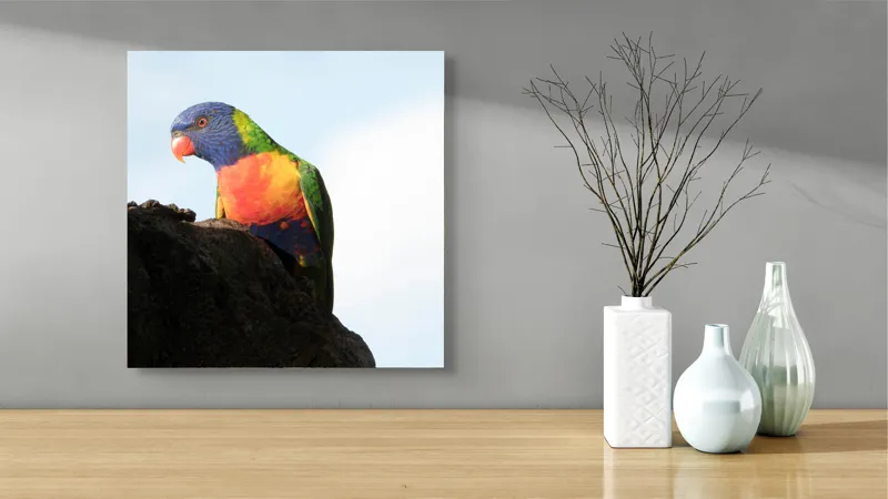 Tablou Canvas, "Papagalul curcubeu pe stâncă neagră", Colorat, Viu, Păsăre, Curcubeu, Natură, Exuberantă, Exotică, Fascinantă, 50 x 50 cm – poza 3