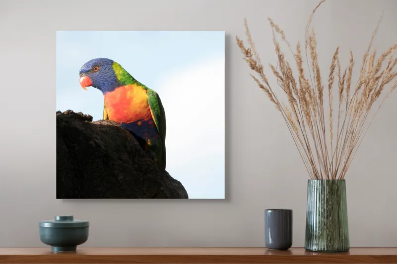 Tablou Canvas, "Papagalul curcubeu pe stâncă neagră", Colorat, Viu, Păsăre, Curcubeu, Natură, Exuberantă, Exotică, Fascinantă, 50 x 50 cm – poza 4