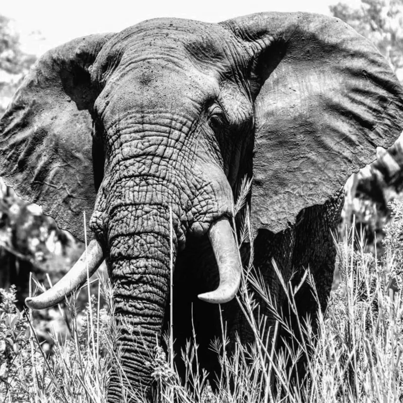 Tablou Canvas, "Umbra colosului din savană africană", Elefant, Impunător, Monumental, Sălbatic, Majestic, Natură, Perceptibil, Grandoare, 100 x 100 cm – poza 2