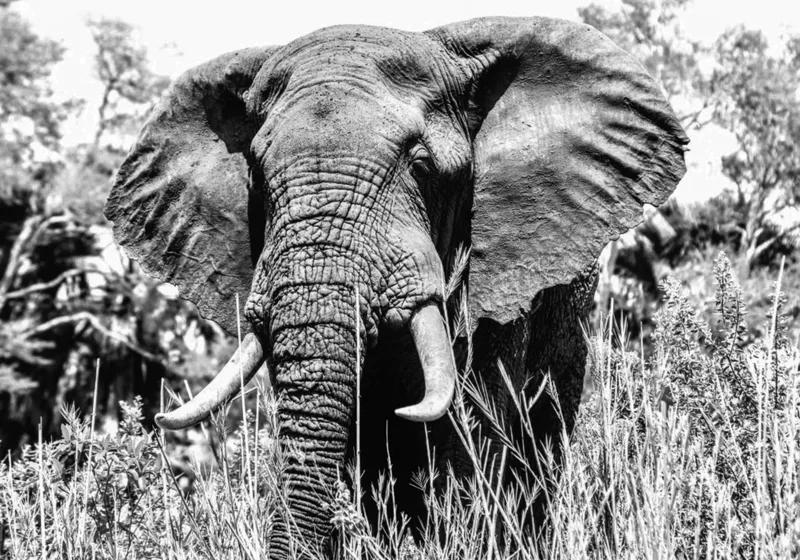 Tablou Canvas, "Umbra colosului din savană africană", Elefant, Impunător, Monumental, Sălbatic, Majestic, Natură, Perceptibil, Grandoare, 100 x 70 cm – poza 2