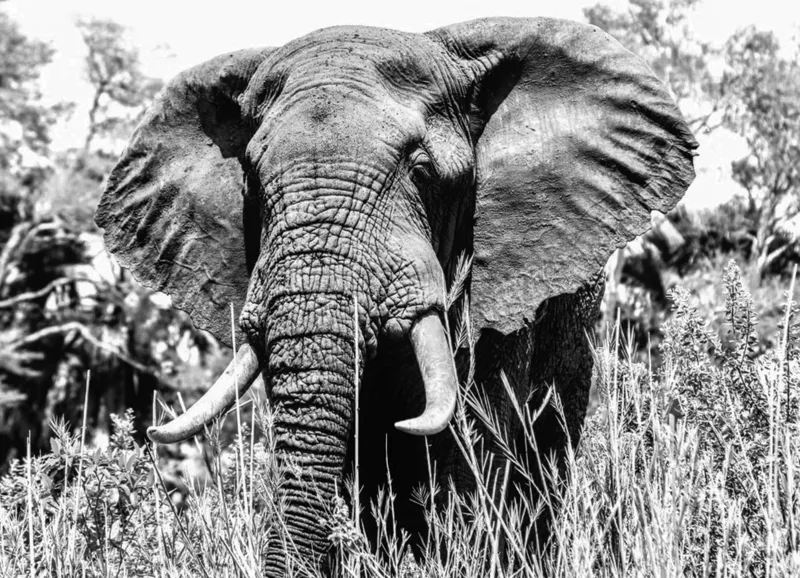 Tablou Canvas, "Umbra colosului din savană africană", Elefant, Impunător, Monumental, Sălbatic, Majestic, Natură, Perceptibil, Grandoare, 54 x 39 cm – poza 2