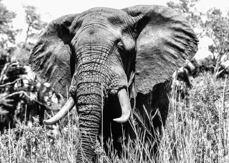 Tablou Canvas, "Umbra colosului din savană africană", Elefant, Impunător, Monumental, Sălbatic, Majestic, Natură, Perceptibil, Grandoare, 70 x 50 cm – poza 2