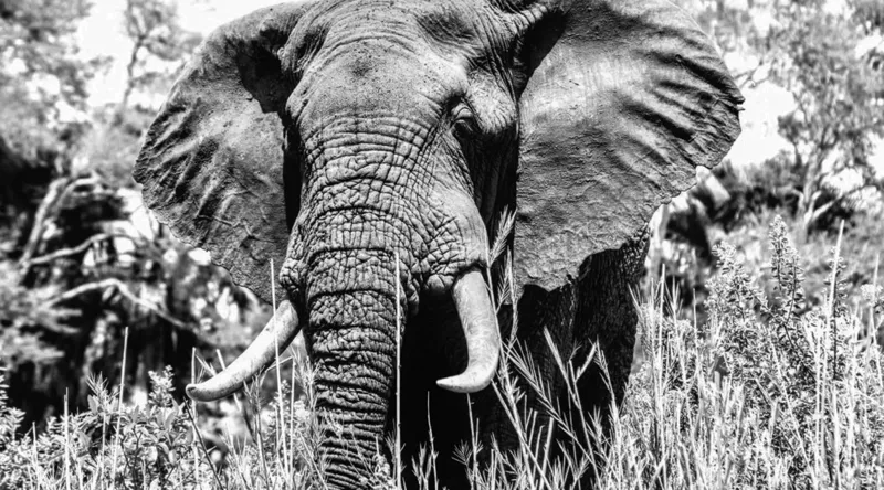 Tablou Canvas, "Umbra colosului din savană africană", Elefant, Impunător, Monumental, Sălbatic, Majestic, Natură, Perceptibil, Grandoare, 90 x 50 cm – poza 2