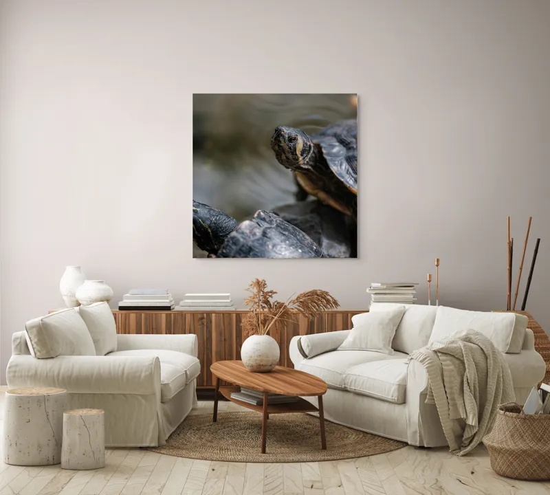 Tablou Canvas, "Broaște țestoase odihnindu-se pe stâncă", Broască-Țestoasă, Apă, Coajă, Verde, Natură, Reptilă, Soare, Țestoase, Râu, Piatră, 100 x 100 cm – poza 3