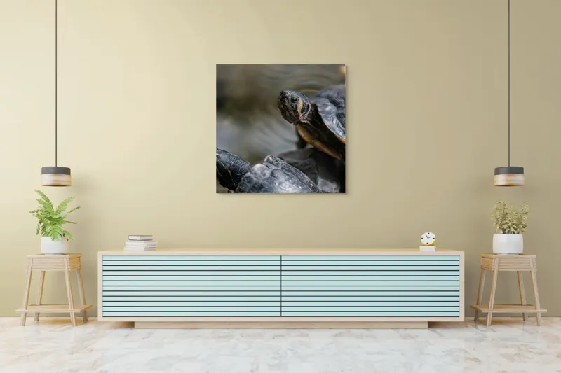 Tablou Canvas, "Broaște țestoase odihnindu-se pe stâncă", Broască-Țestoasă, Apă, Coajă, Verde, Natură, Reptilă, Soare, Țestoase, Râu, Piatră, 100 x 100 cm – poza 5