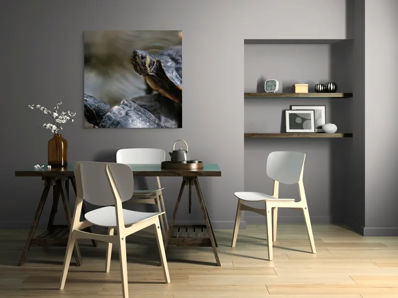 Tablou Canvas, "Broaște țestoase odihnindu-se pe stâncă", Broască-Țestoasă, Apă, Coajă, Verde, Natură, Reptilă, Soare, Țestoase, Râu, Piatră, 100 x 100 cm – poza 6
