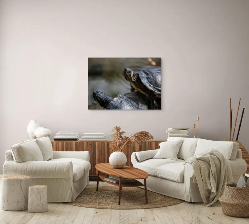 Tablou Canvas, "Broaște țestoase odihnindu-se pe stâncă", Broască-Țestoasă, Apă, Coajă, Verde, Natură, Reptilă, Soare, Țestoase, Râu, Piatră, 100 x 70 cm – poza 3