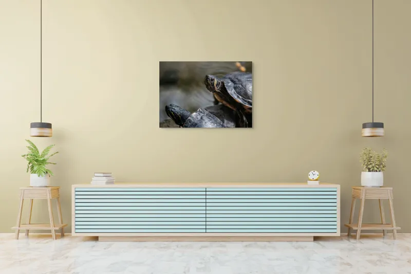 Tablou Canvas, "Broaște țestoase odihnindu-se pe stâncă", Broască-Țestoasă, Apă, Coajă, Verde, Natură, Reptilă, Soare, Țestoase, Râu, Piatră, 100 x 70 cm – poza 4