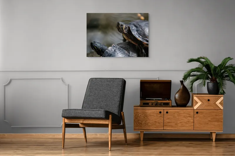 Tablou Canvas, "Broaște țestoase odihnindu-se pe stâncă", Broască-Țestoasă, Apă, Coajă, Verde, Natură, Reptilă, Soare, Țestoase, Râu, Piatră, 100 x 70 cm – poza 8