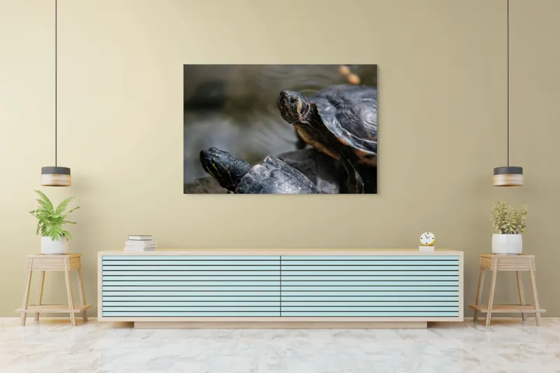 Tablou Canvas, "Broaște țestoase odihnindu-se pe stâncă", Broască-Țestoasă, Apă, Coajă, Verde, Natură, Reptilă, Soare, Țestoase, Râu, Piatră, 150 x 100 cm – poza 6