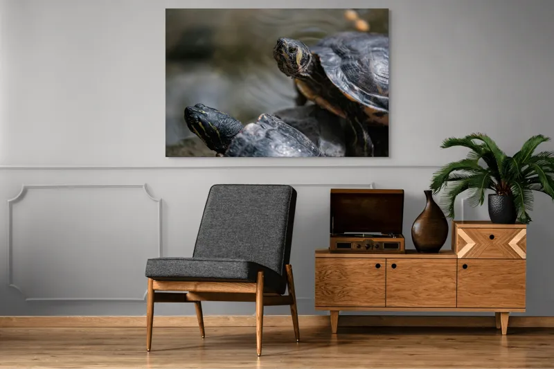 Tablou Canvas, "Broaște țestoase odihnindu-se pe stâncă", Broască-Țestoasă, Apă, Coajă, Verde, Natură, Reptilă, Soare, Țestoase, Râu, Piatră, 150 x 100 cm – poza 8
