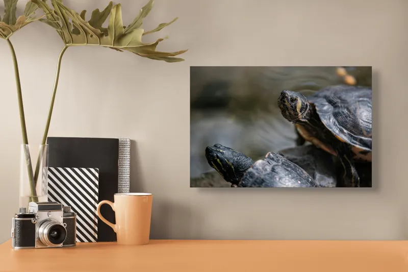 Tablou Canvas, "Broaște țestoase odihnindu-se pe stâncă", Broască-Țestoasă, Apă, Coajă, Verde, Natură, Reptilă, Soare, Țestoase, Râu, Piatră, 39 x 26 cm – poza 3