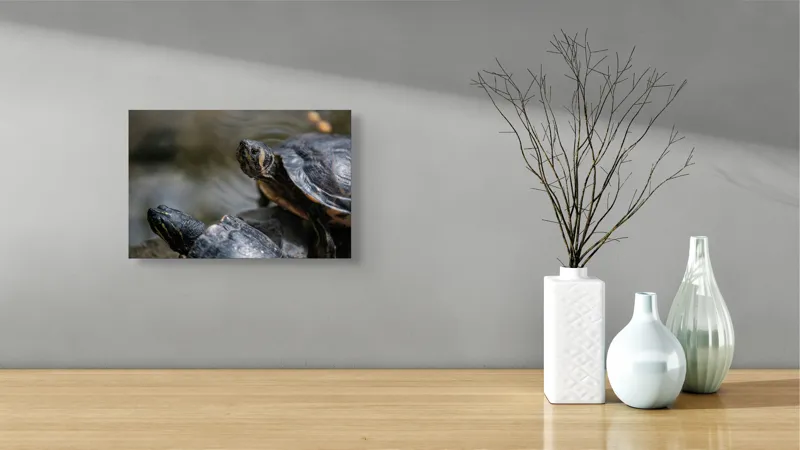 Tablou Canvas, "Broaște țestoase odihnindu-se pe stâncă", Broască-Țestoasă, Apă, Coajă, Verde, Natură, Reptilă, Soare, Țestoase, Râu, Piatră, 39 x 26 cm – poza 8