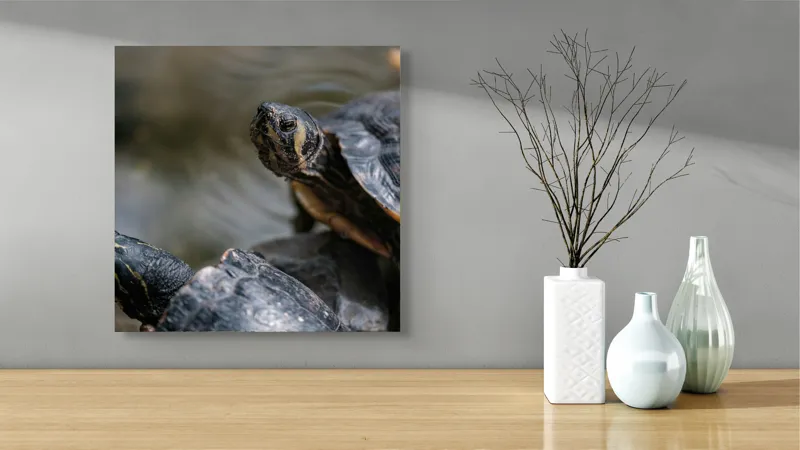Tablou Canvas, "Broaște țestoase odihnindu-se pe stâncă", Broască-Țestoasă, Apă, Coajă, Verde, Natură, Reptilă, Soare, Țestoase, Râu, Piatră, 50 x 50 cm – poza 3