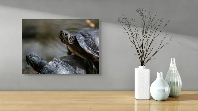 Tablou Canvas, "Broaște țestoase odihnindu-se pe stâncă", Broască-Țestoasă, Apă, Coajă, Verde, Natură, Reptilă, Soare, Țestoase, Râu, Piatră, 54 x 39 cm – poza 3