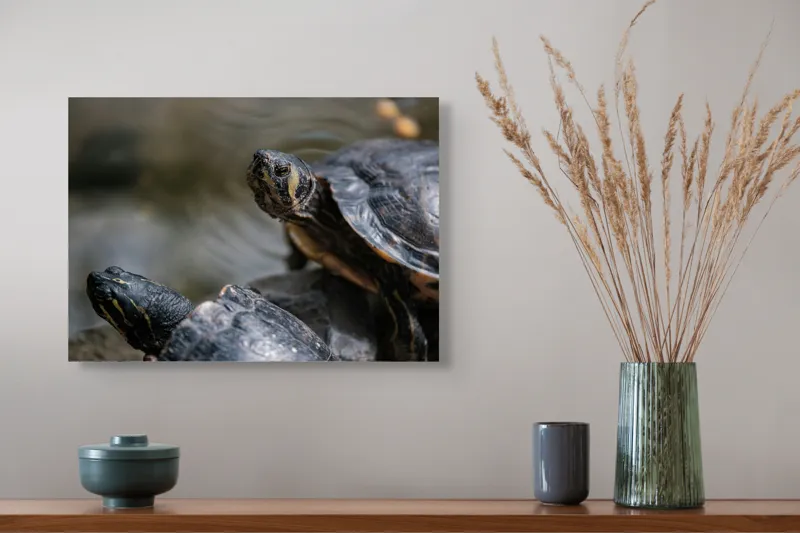 Tablou Canvas, "Broaște țestoase odihnindu-se pe stâncă", Broască-Țestoasă, Apă, Coajă, Verde, Natură, Reptilă, Soare, Țestoase, Râu, Piatră, 54 x 39 cm – poza 4