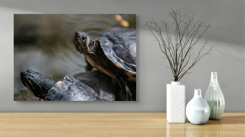 Tablou Canvas, "Broaște țestoase odihnindu-se pe stâncă", Broască-Țestoasă, Apă, Coajă, Verde, Natură, Reptilă, Soare, Țestoase, Râu, Piatră, 70 x 50 cm – poza 3