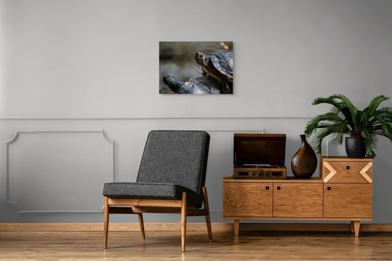 Tablou Canvas, "Broaște țestoase odihnindu-se pe stâncă", Broască-Țestoasă, Apă, Coajă, Verde, Natură, Reptilă, Soare, Țestoase, Râu, Piatră, 70 x 50 cm – poza 4