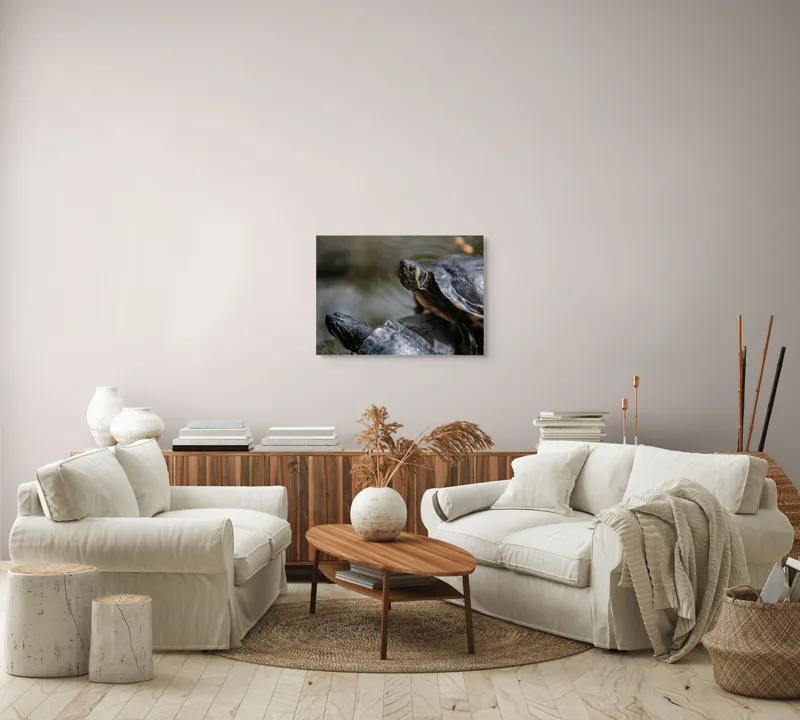 Tablou Canvas, "Broaște țestoase odihnindu-se pe stâncă", Broască-Țestoasă, Apă, Coajă, Verde, Natură, Reptilă, Soare, Țestoase, Râu, Piatră, 70 x 50 cm – poza 6