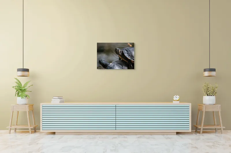Tablou Canvas, "Broaște țestoase odihnindu-se pe stâncă", Broască-Țestoasă, Apă, Coajă, Verde, Natură, Reptilă, Soare, Țestoase, Râu, Piatră, 70 x 50 cm – poza 7