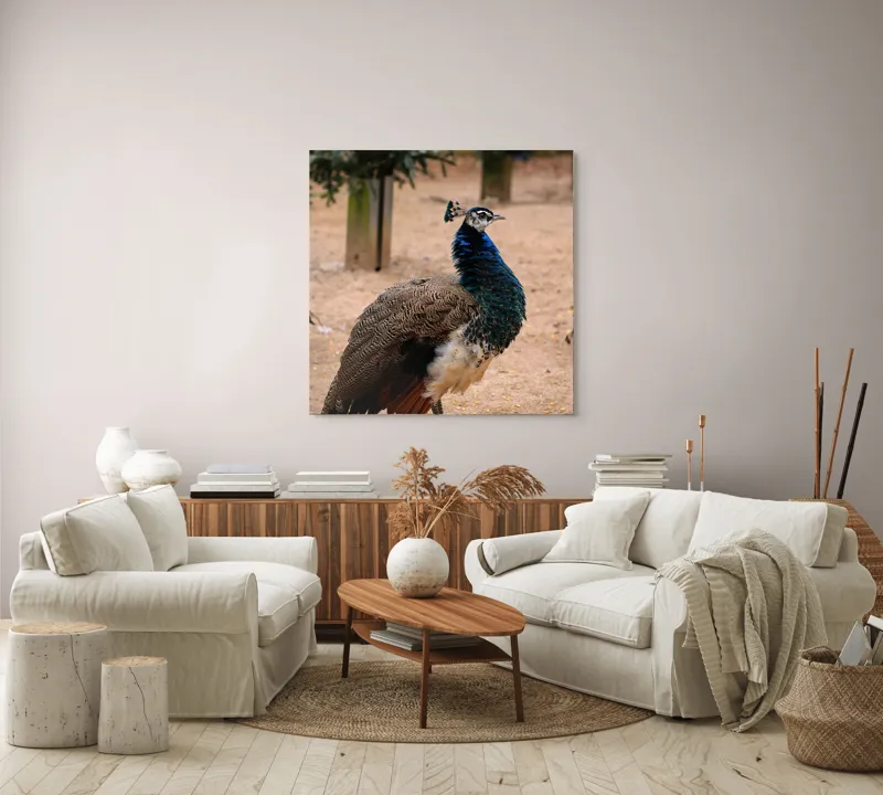 Tablou Canvas, "Păunul fermecat în grădină liniștită", Pene, Culori, Eleganță, Măreție, Exotic, Frumusețe, 100 x 100 cm – poza 3