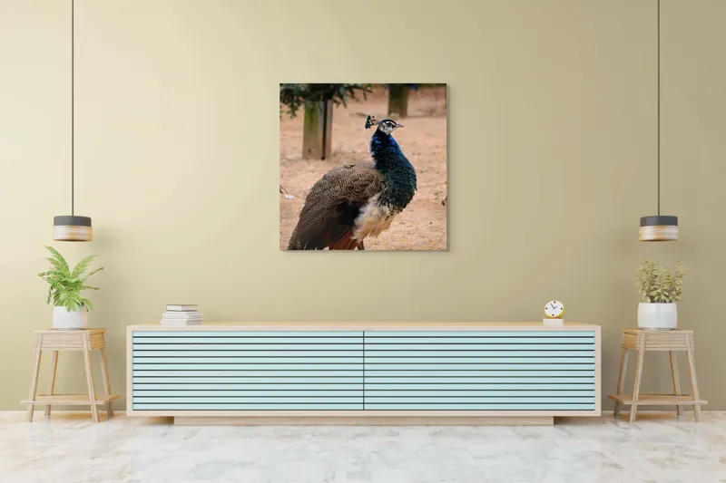Tablou Canvas, "Păunul fermecat în grădină liniștită", Pene, Culori, Eleganță, Măreție, Exotic, Frumusețe, 100 x 100 cm – poza 5