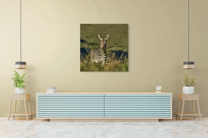 Tablou Canvas, "Zebra în peisajul savanei africane", Zebră, Iarbă, Pădure, Natură, Privire, Linie, Africa, Culoare, Pasiune, Liniște, 100 x 100 cm – poza 5