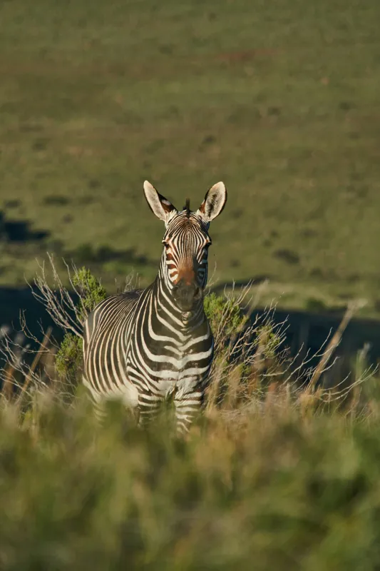 Tablou Canvas, "Zebra în peisajul savanei africane", Zebră, Iarbă, Pădure, Natură, Privire, Linie, Africa, Culoare, Pasiune, Liniște, 100 x 150 cm – poza 2