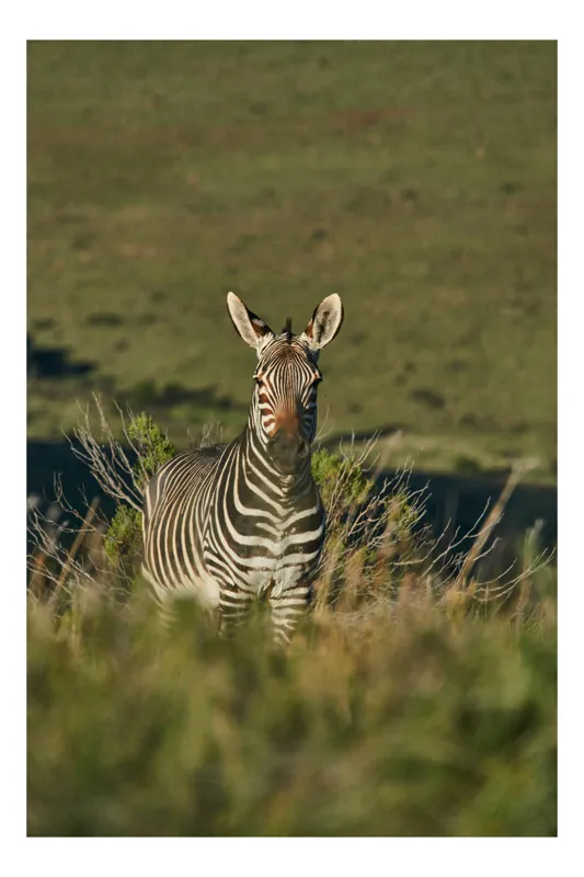 Tablou Canvas, "Zebra în peisajul savanei africane", Zebră, Iarbă, Pădure, Natură, Privire, Linie, Africa, Culoare, Pasiune, Liniște, 26 x 39 cm