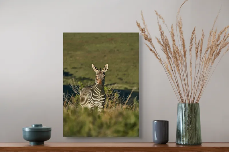 Tablou Canvas, "Zebra în peisajul savanei africane", Zebră, Iarbă, Pădure, Natură, Privire, Linie, Africa, Culoare, Pasiune, Liniște, 39 x 54 cm – poza 3
