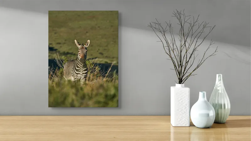 Tablou Canvas, "Zebra în peisajul savanei africane", Zebră, Iarbă, Pădure, Natură, Privire, Linie, Africa, Culoare, Pasiune, Liniște, 39 x 54 cm – poza 4