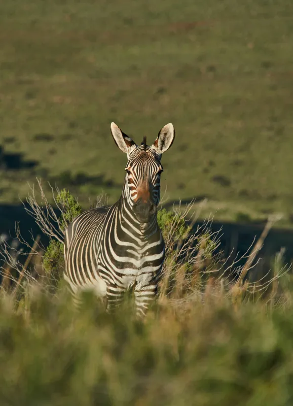 Tablou Canvas, "Zebra în peisajul savanei africane", Zebră, Iarbă, Pădure, Natură, Privire, Linie, Africa, Culoare, Pasiune, Liniște, 39 x 54 cm – poza 2