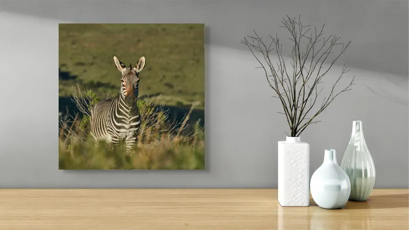 Tablou Canvas, "Zebra în peisajul savanei africane", Zebră, Iarbă, Pădure, Natură, Privire, Linie, Africa, Culoare, Pasiune, Liniște, 50 x 50 cm – poza 3