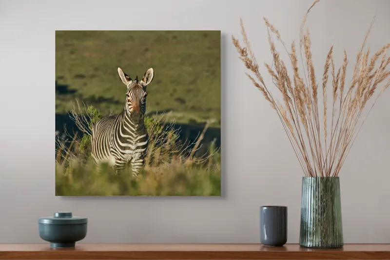 Tablou Canvas, "Zebra în peisajul savanei africane", Zebră, Iarbă, Pădure, Natură, Privire, Linie, Africa, Culoare, Pasiune, Liniște, 50 x 50 cm – poza 4