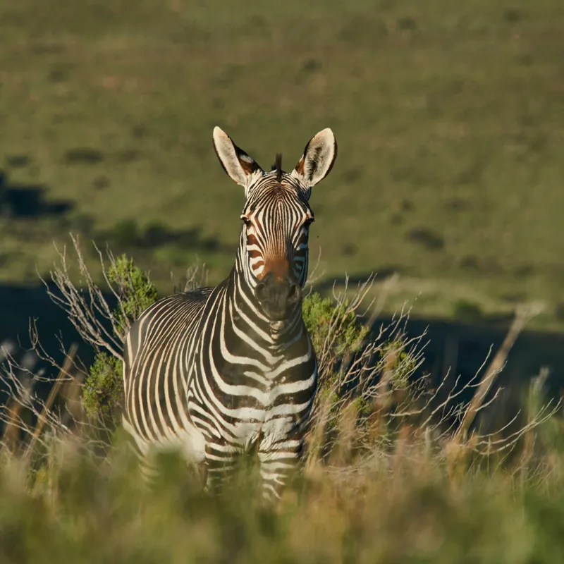 Tablou Canvas, "Zebra în peisajul savanei africane", Zebră, Iarbă, Pădure, Natură, Privire, Linie, Africa, Culoare, Pasiune, Liniște, 50 x 50 cm – poza 2