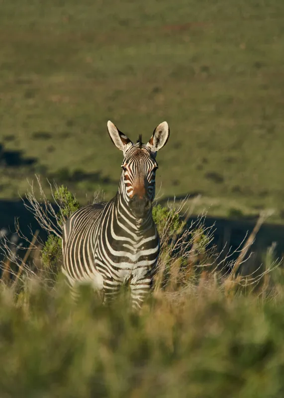 Tablou Canvas, "Zebra în peisajul savanei africane", Zebră, Iarbă, Pădure, Natură, Privire, Linie, Africa, Culoare, Pasiune, Liniște, 50 x 70 cm – poza 2